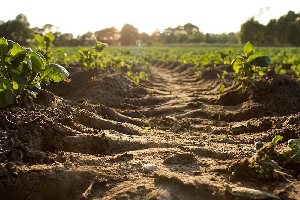 Unveiling the Truth about Heirloom Seed Classification