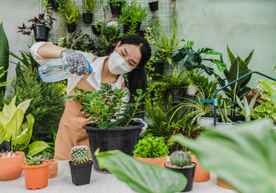 Mini Garden: How to Cultivate Your Garden