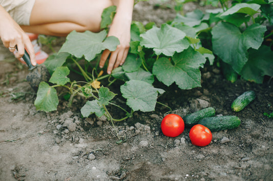 A Beginner's Guide to Vegetable Gardening