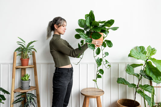 Indoor Plant Care Tips