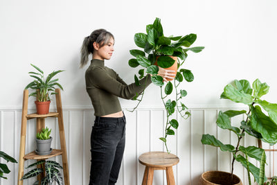 Indoor Plant Care Tips: Protecting Your Greenery from Harm