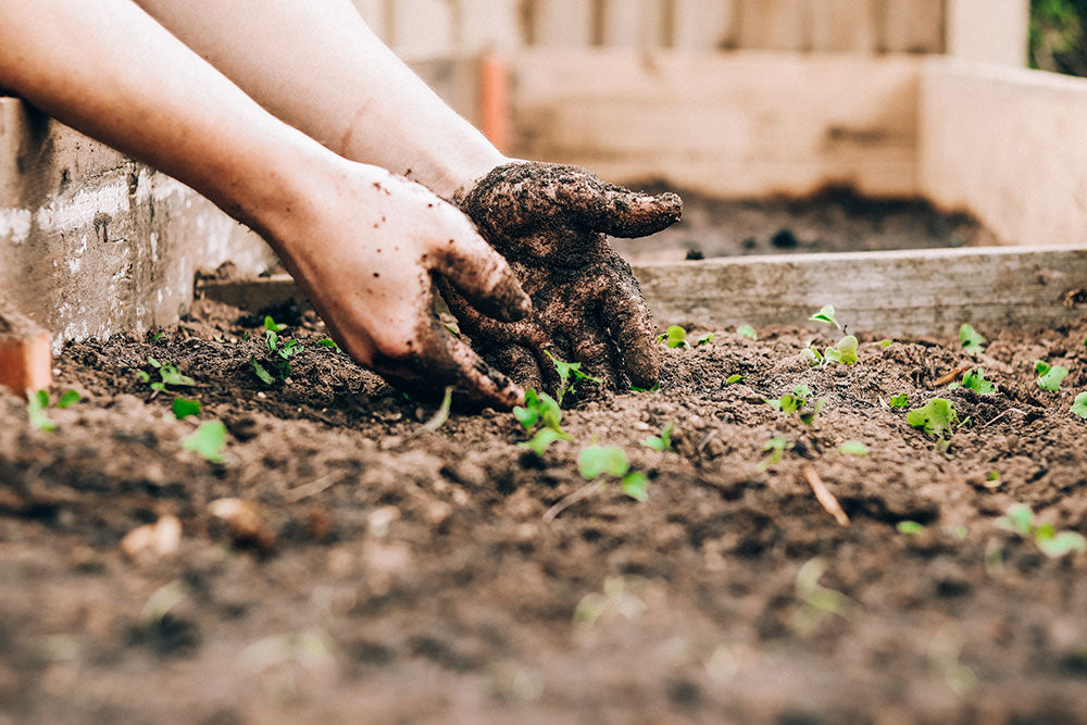 Grow Your Own Garden