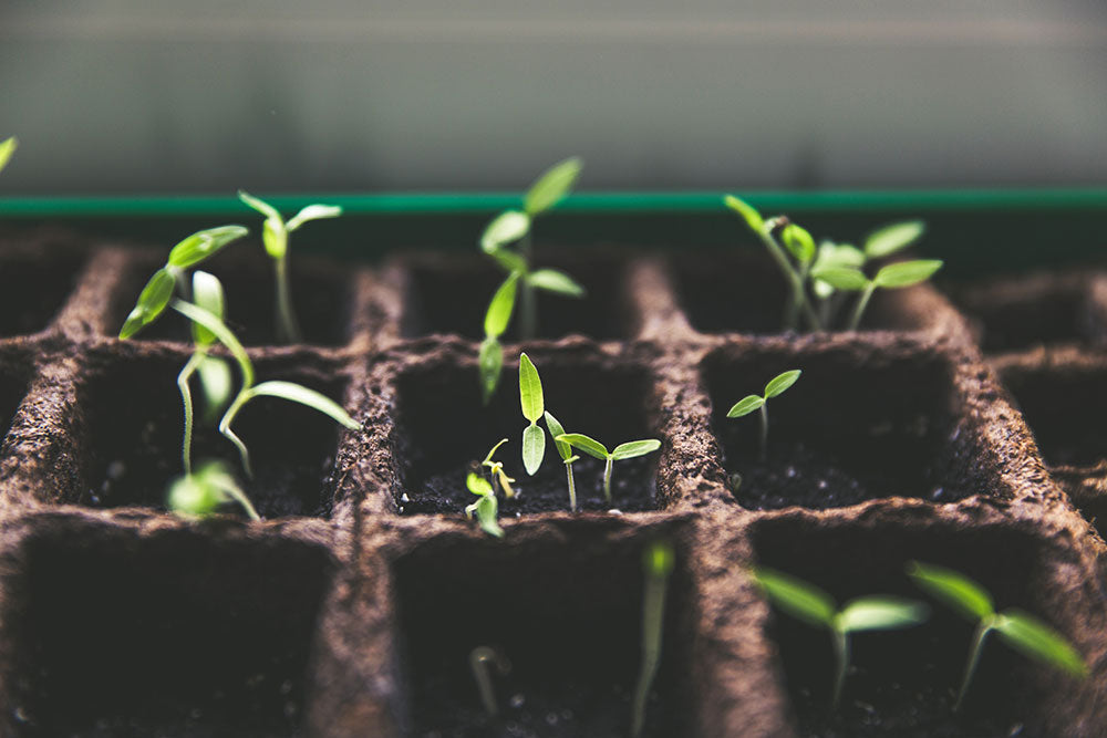 How to sprout your own seeds