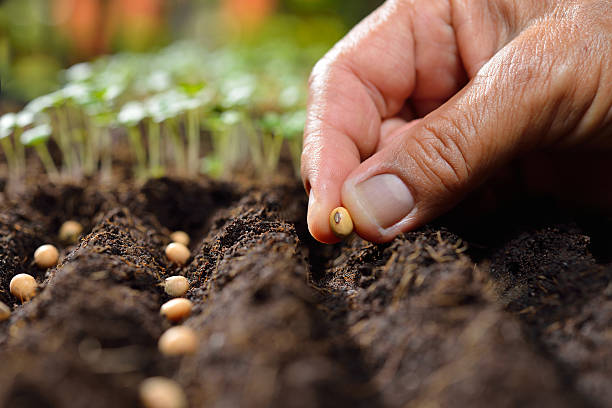 Guide to Choosing the Right Vegetable Seeds for Your Garden  Heaven's  Harvest