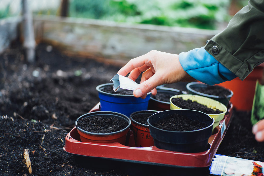 Seed Supply