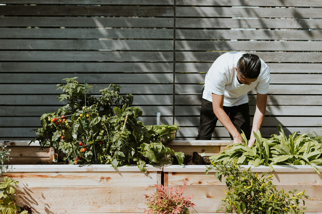 The Significance of Heirloom Seeds in Your Garden