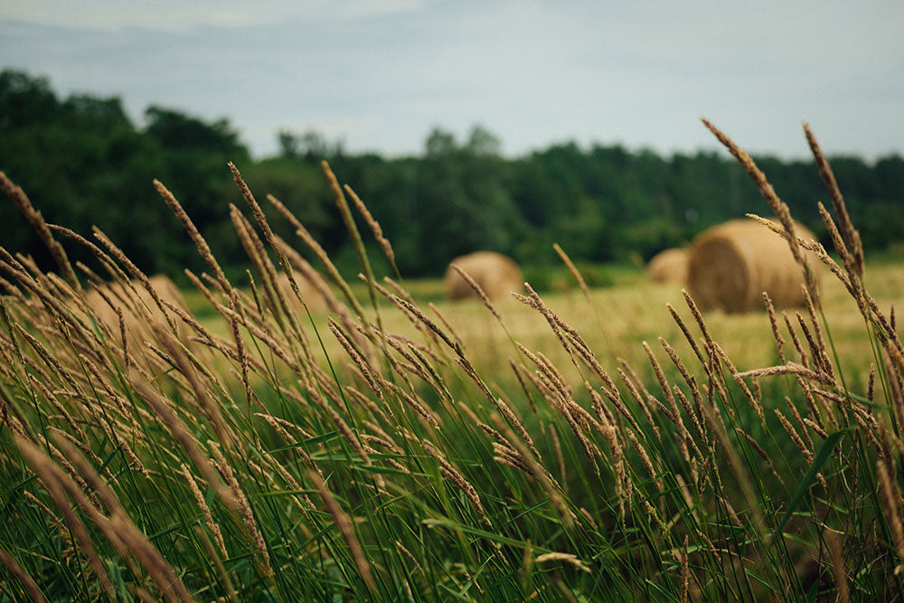 How to make a 25 year emergency food supply