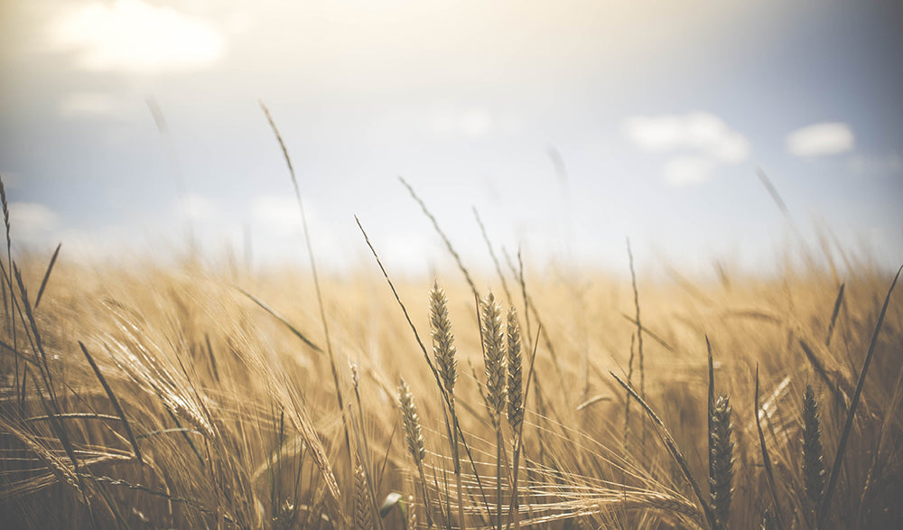 where to store emergency food heavens harvest