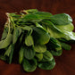 Spinach Seeds (Nobel Giant)