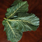 Collards Seeds (Champion)