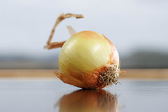 Onion Seeds (Sweet Spanish Yellow)