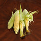 Sweet Corn Seeds (Golden Bantam)