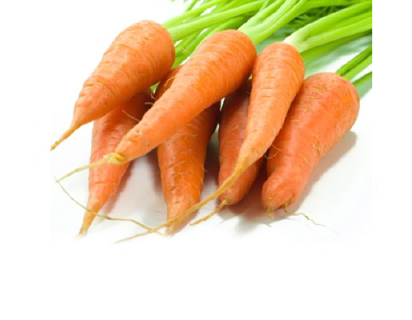 Carrot (Chantenay Red Cored and/or Danvers) – Harvest Store