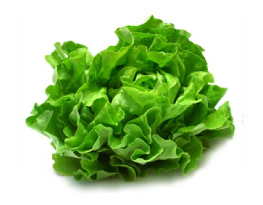 lettuce