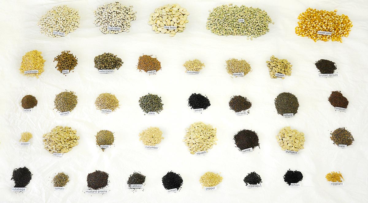 seed kit laid out